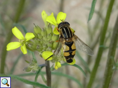 Große Sumpfschwebfliege (European Hoverfly, Helophilus trivittatus)