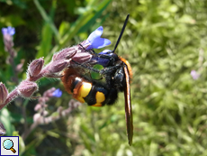 Männliche Gelbköpfige Dolchwespe (Megascolia maculata)