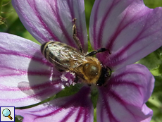 Westliche Honigbiene (Western Honey Bee, Apis mellifera)