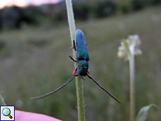 Blaugrüner Walzenhalsbock (Phytoecia caerulea)