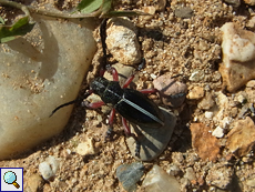 Erdbock (Dorcadion pedestre)