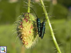 Metallfarbener Distelbock (Agapanthia violacea)