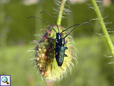 Metallfarbener Distelbock (Agapanthia violacea)