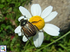 Blitopertha lineolata