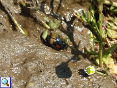 Gemeiner Dungkugelkäfer (Sphaeridium scarabaeoides)