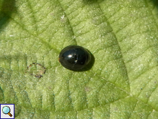 Schwarzer Schildlaus-Marienkäfer (Exochomus nigromaculatus)