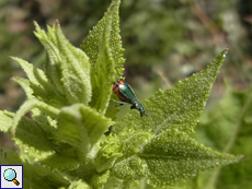 Zweifleckiger Zipfelkäfer (Common Malachite Beetle, Malachius bipustulatus)