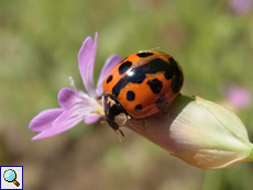 Asiatischer Marienkäfer (Harlequin Ladybird, Harmonia axyridis)