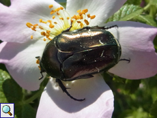 Goldglänzender Rosenkäfer (Rose Chafer, Cetonia aurata)