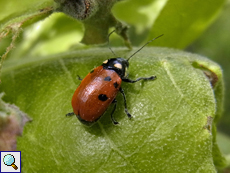 Cryptocephalus prusias