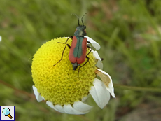 Großer Blasenkäfer (Scarlet Malachite Beetle, Malachius aeneus)