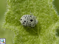 Cionus hortulanus