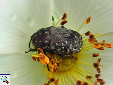 Trauer-Rosenkäfer (Oxythyrea funesta)