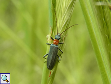 Oedemera croceicollis