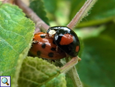 Asiatischer Marienkäfer (Harlequin Ladybird, Harmonia axyridis)