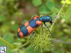 Trichodes favarius