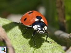 Siebenpunkt-Marienkäfer (Seven-spot Ladybird, Coccinella septempunctata)