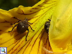 Schwertlilienrüssler (Iris Seed Weevil, Mononychus punctumalbum), braune Form