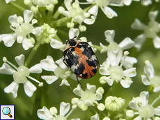 Teppichkäfer (Common Carpet Beetle, Anthrenus scrophulariae)