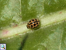 Sechzehnpunkt-Marienkäfer (Sixteen-spot Ladybird, Tytthaspis sedecimpunctata)