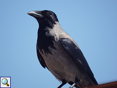 Nebelkrähe (Corvus cornix)