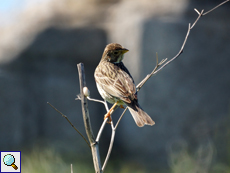 Grauammer (Emberiza calandra)