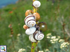 An der Vegetation finden sich unzählige Schnecken