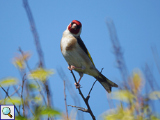 Stieglitz (Carduelis carduelis)