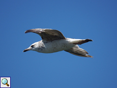 Mittelmeermöwe (Larus michahellis michahellis)