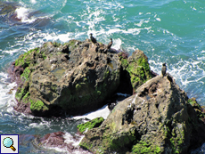 Auf den Felsen am Kap sitzen oft Krähenscharben (Gulosus aristotelis)