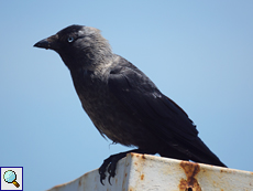 Dohle (Corvus monedula)