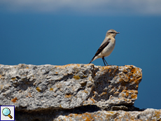 Jugendlicher Steinschmätzer (Oenanthe oenanthe)