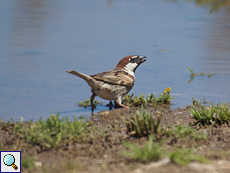 Männlicher Weidensperling (Passer hispaniolensis hispaniolensis)