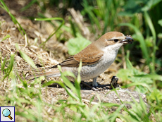 Weiblicher Neuntöter (Lanius collurio)