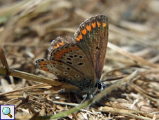 Kleiner Sonnenröschen-Bläuling (Aricia agestis)