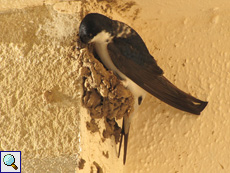 Mehlschwalbe (Delichon urbica) beim Nestbau