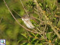 Dorngrasmücke (Sylvia communis)