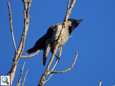 Nebelkrähe (Corvus cornix)