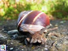 Gestreifte Weinbergschnecke (Helix lucorum)