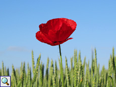 Klatsch-Mohn (Papaver rhoeas)