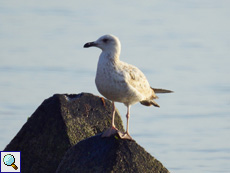 Junge Mittelmeermöwe (Larus michahellis michahellis)