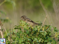 Junges Schwarzkehlchen (Saxicola rubicola)