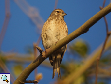 Weiblicher Bluthänfling (Carduelis cannabina)