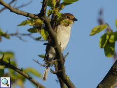 Weiblicher Neuntöter (Lanius collurio)