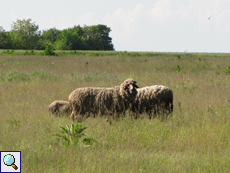 Einige Nutztiere wie diese Schafe werden in Krapets gehalten