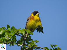 Männliche Kappenammer (Emberiza melanocephala)