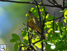 Männlicher Ortolan (Emberiza hortulana)