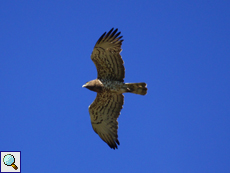 Schlangenadler (Circaetus gallicus)