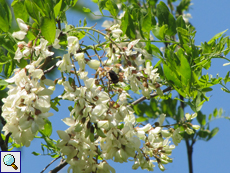 Unzählige Blüten der Gewöhnlichen Robinie (Robinia pseudoacacia) verströmen im Frühling ihren Duft