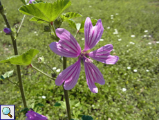 Wilde Malve (Malva sylvestris)